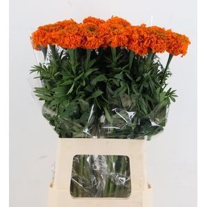 TAG E PROMISE ORANGE