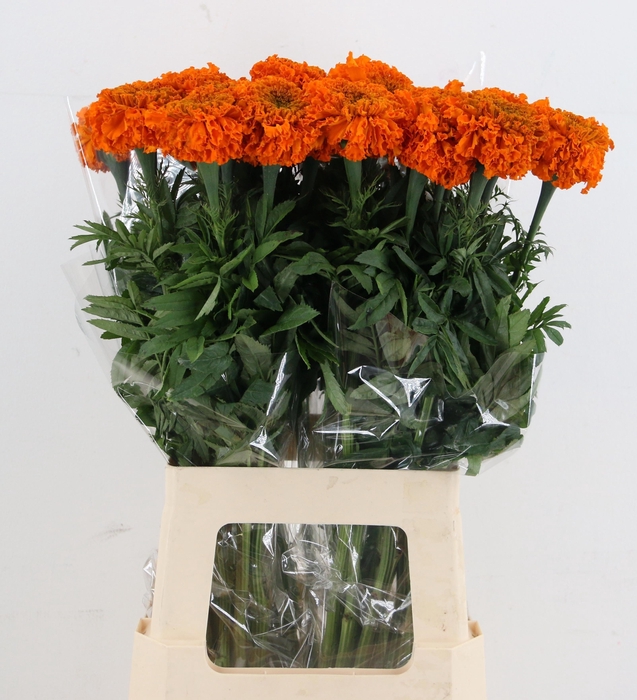<h4>TAG E PROMISE ORANGE</h4>