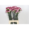 Dianthus St Olympia