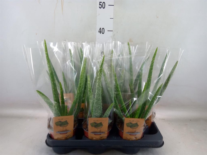 <h4>Aloe vera</h4>