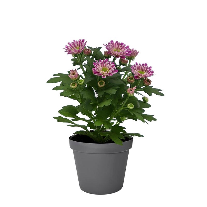 <h4>CHRYS.IND.HYBRID MINI</h4>