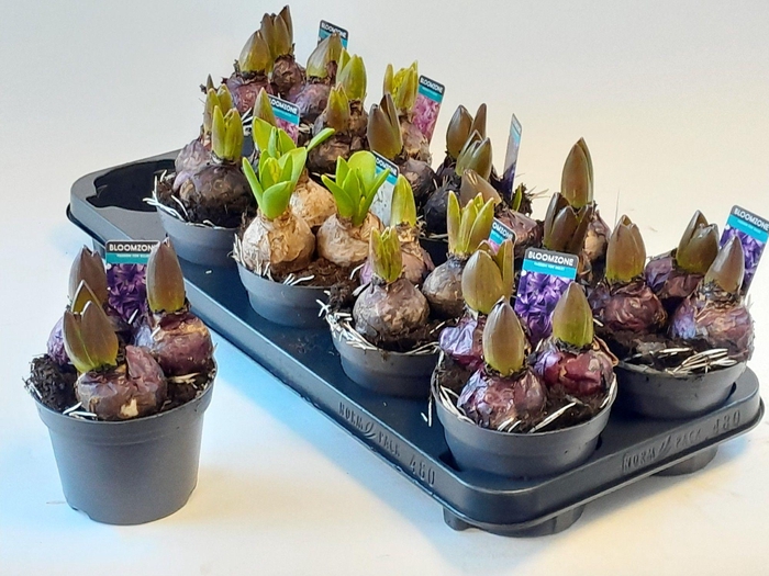 <h4>Hyacint gemengd</h4>