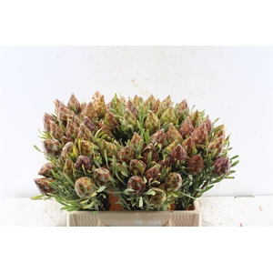 Kaaps Plumosum Spray