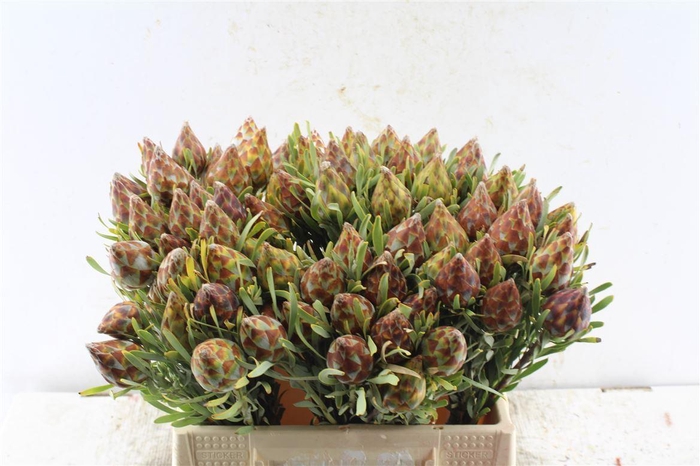 <h4>Kaaps Plumosum Spray</h4>