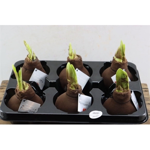 Wax Hipp Velvet Choco Brown