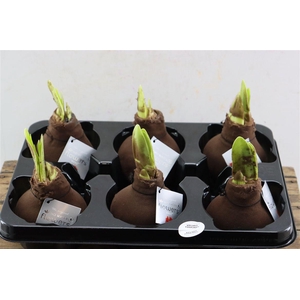 Wax Hipp Velvet Choco Brown