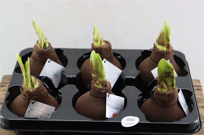 <h4>Wax Hipp Velvet Choco Brown</h4>