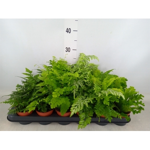 Ferns   ...mix
