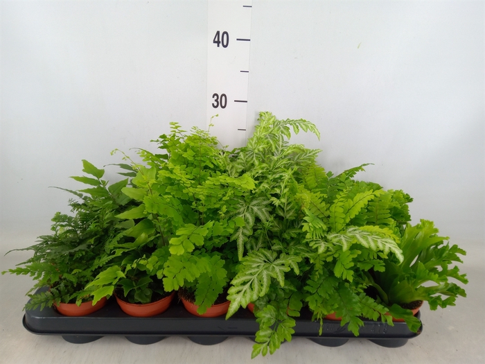 <h4>Ferns   ...mix</h4>