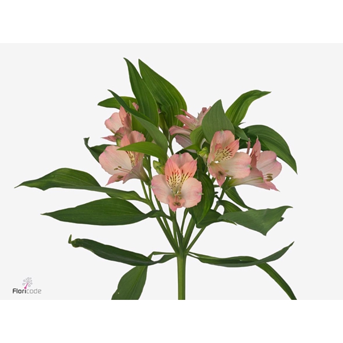 <h4>Alstroemeria Dubai Select</h4>