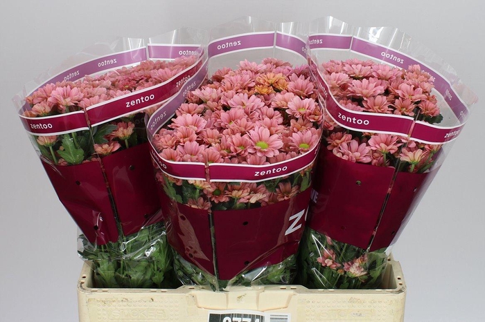 <h4>Sant Babette</h4>