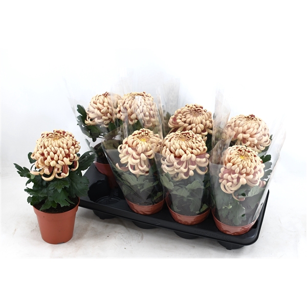 Chrysanne CoCo Copper