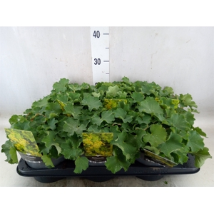 Alchemilla mollis