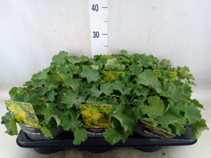 <h4>Alchemilla mollis</h4>