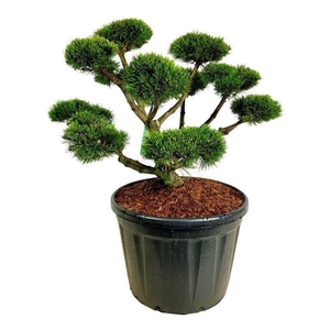 Pinus mugo 'Gnom'