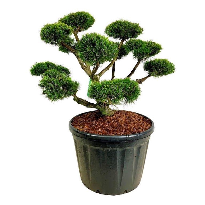 <h4>Pinus mugo 'Gnom'</h4>