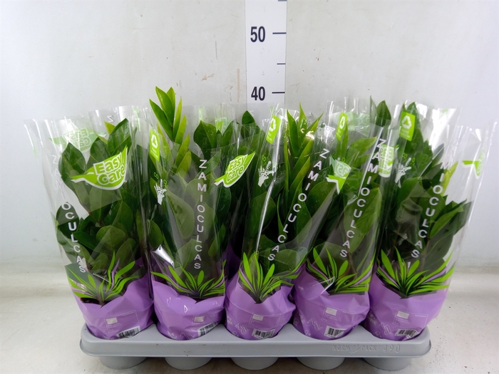 <h4>Zamioculcas zamiifolia</h4>