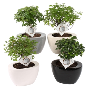 Bonsai (Indoor) Gemengd Keramiek Folded