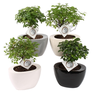 Bonsai Mixed in 19cm Folded pot colormix