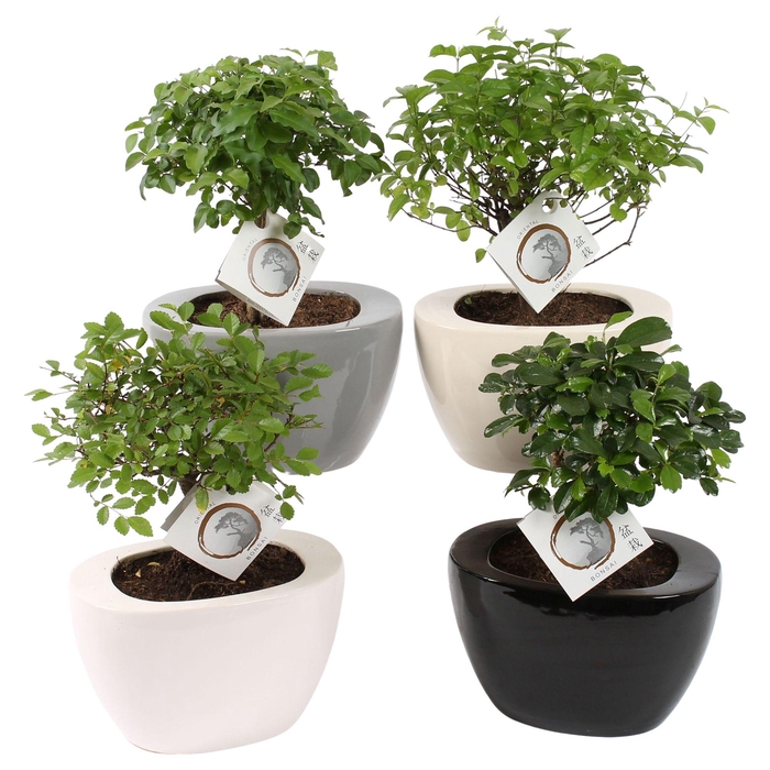 <h4>Bonsai (Indoor) Gemengd Keramiek Folded</h4>
