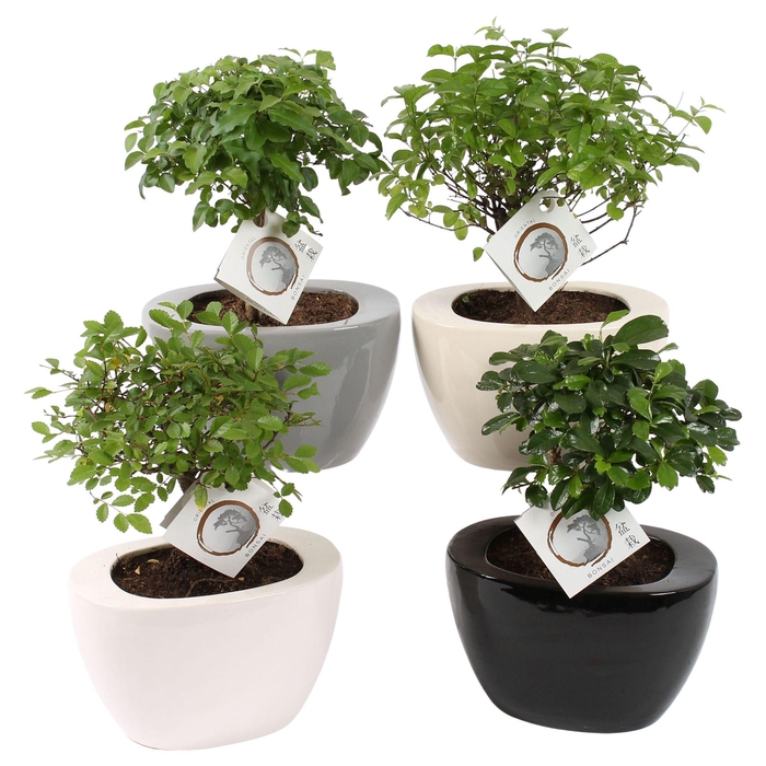 <h4>Bonsai Mixed in 19cm Folded pot colormix</h4>