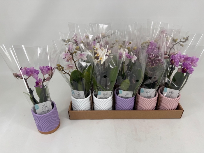<h4>PHAL MINI</h4>