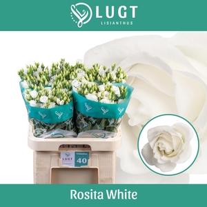 EUS G ROSI  WHITE