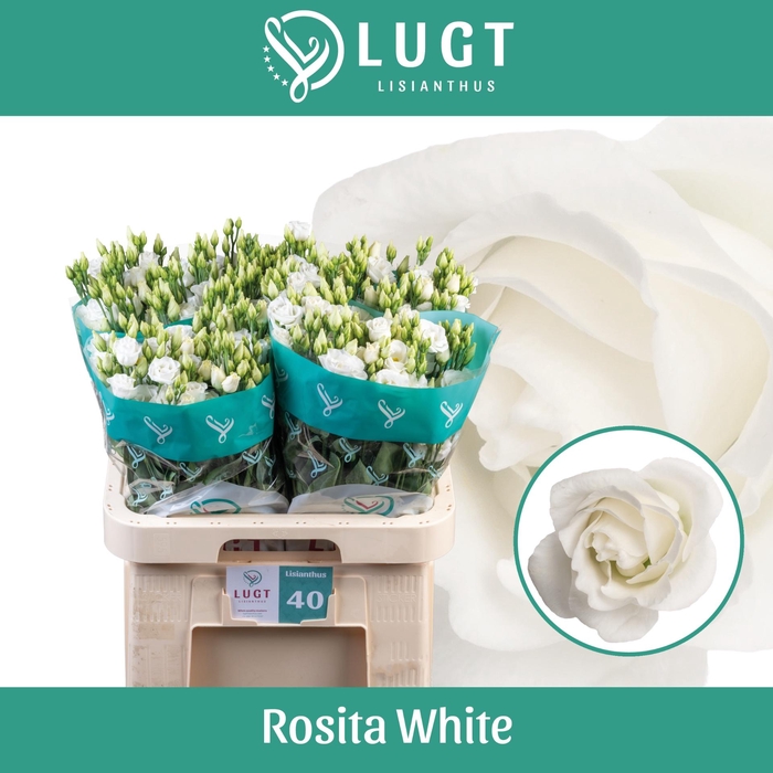 <h4>EUS G ROSI  WHITE</h4>