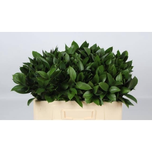 RUSCUS HYPOPHYLLUM