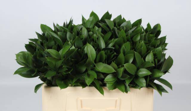 <h4>RUSCUS HYPOPHYLLUM</h4>