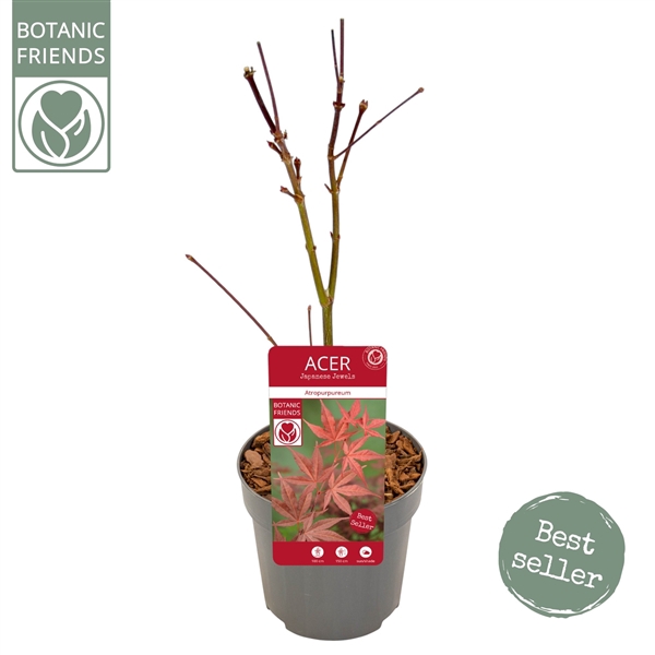 <h4>Acer palm. 'Atropurpureum'</h4>