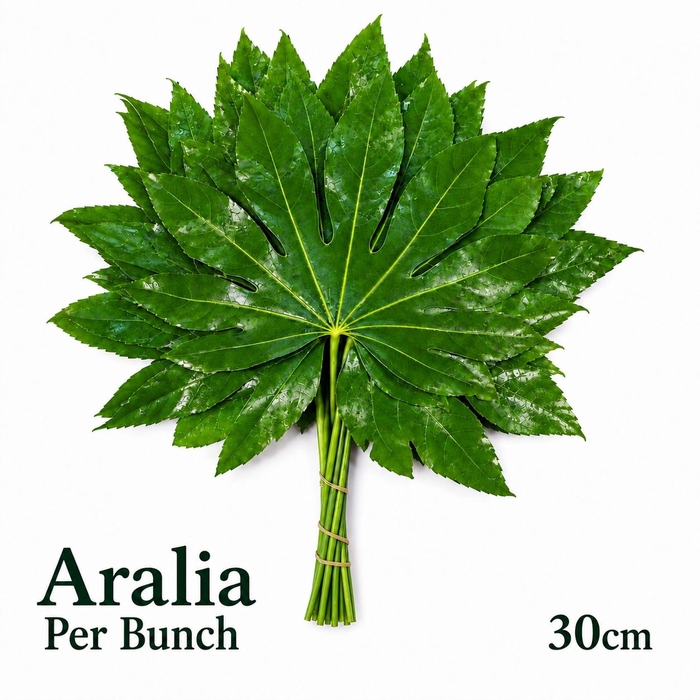 <h4>Fatsia Japonica Bs</h4>