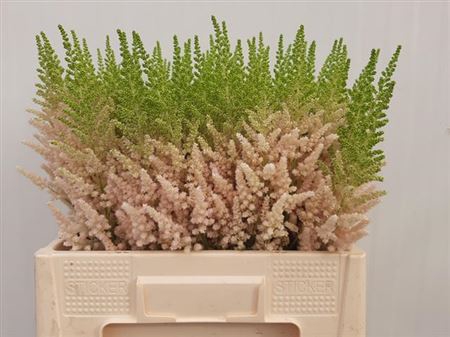 <h4>Astilbe C Vi Inferno</h4>