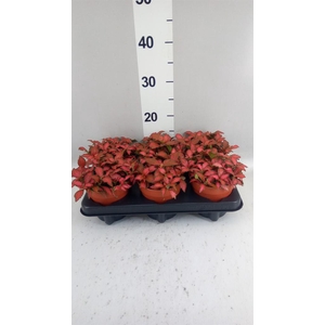 Fittonia verschaf. 'Forest Flame'