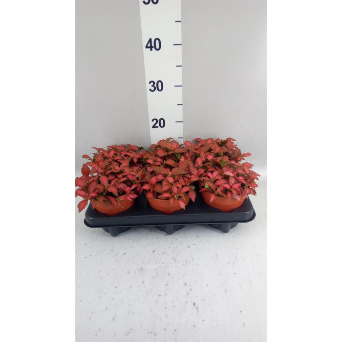 <h4>Fittonia verschaf. 'Forest Flame'</h4>