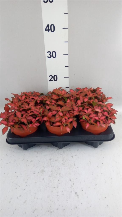 Fittonia verschaf. 'Forest Flame'