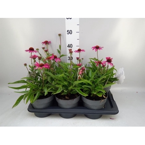 Echinacea  'Sensation Pink'