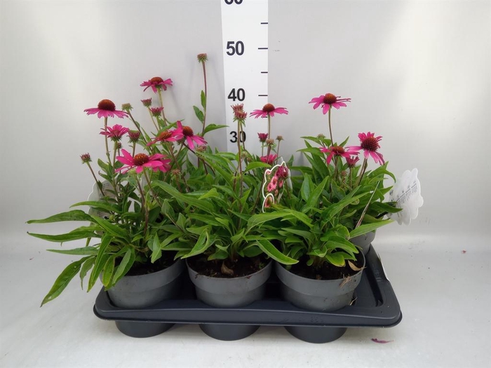 <h4>Echinacea  'Sensation Pink'</h4>