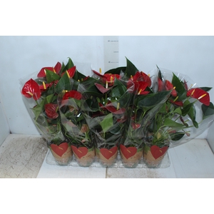 ANTHURIUM RED SUCCESS P12