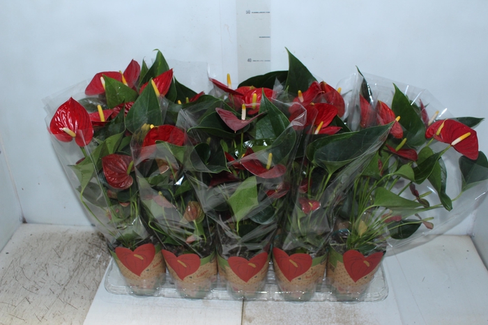 <h4>ANTHURIUM RED SUCCESS P12</h4>