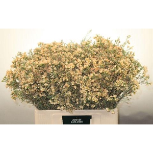 Waxflower L60 Salmon