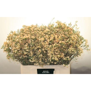 Waxflower L60 Salmon