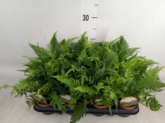 <h4>Polystichum tsus-simense</h4>