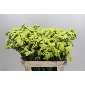 Limonium sinuatum Star Eze