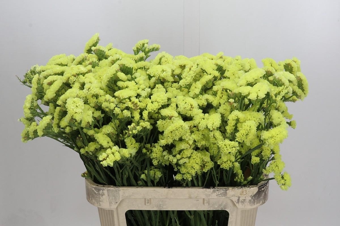 <h4>Limonium sinuatum Star Eze</h4>