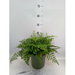 Asplenium  'Parvati'