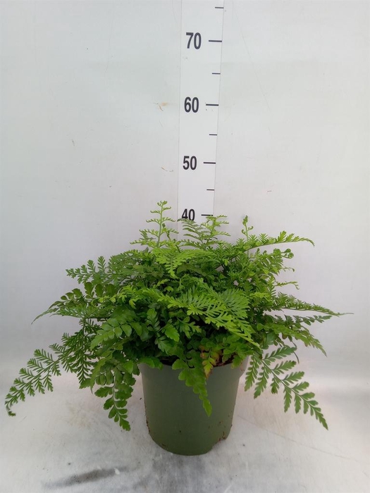 <h4>Asplenium  'Parvati'</h4>