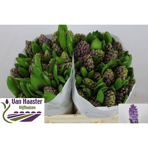 HYAC PURPLE STAR