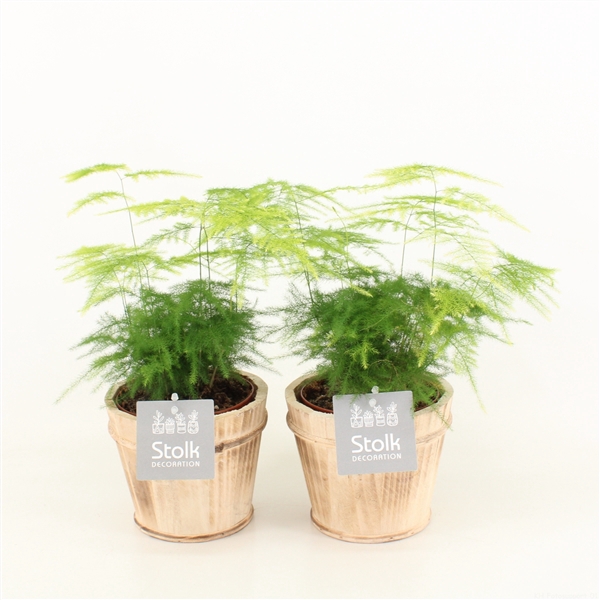 <h4>Asparagus in wood bruin</h4>