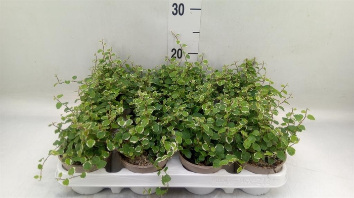 <h4>Ficus pumila 'White Sunny'</h4>